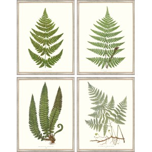 AP- VINTAGE FERNS 5-8